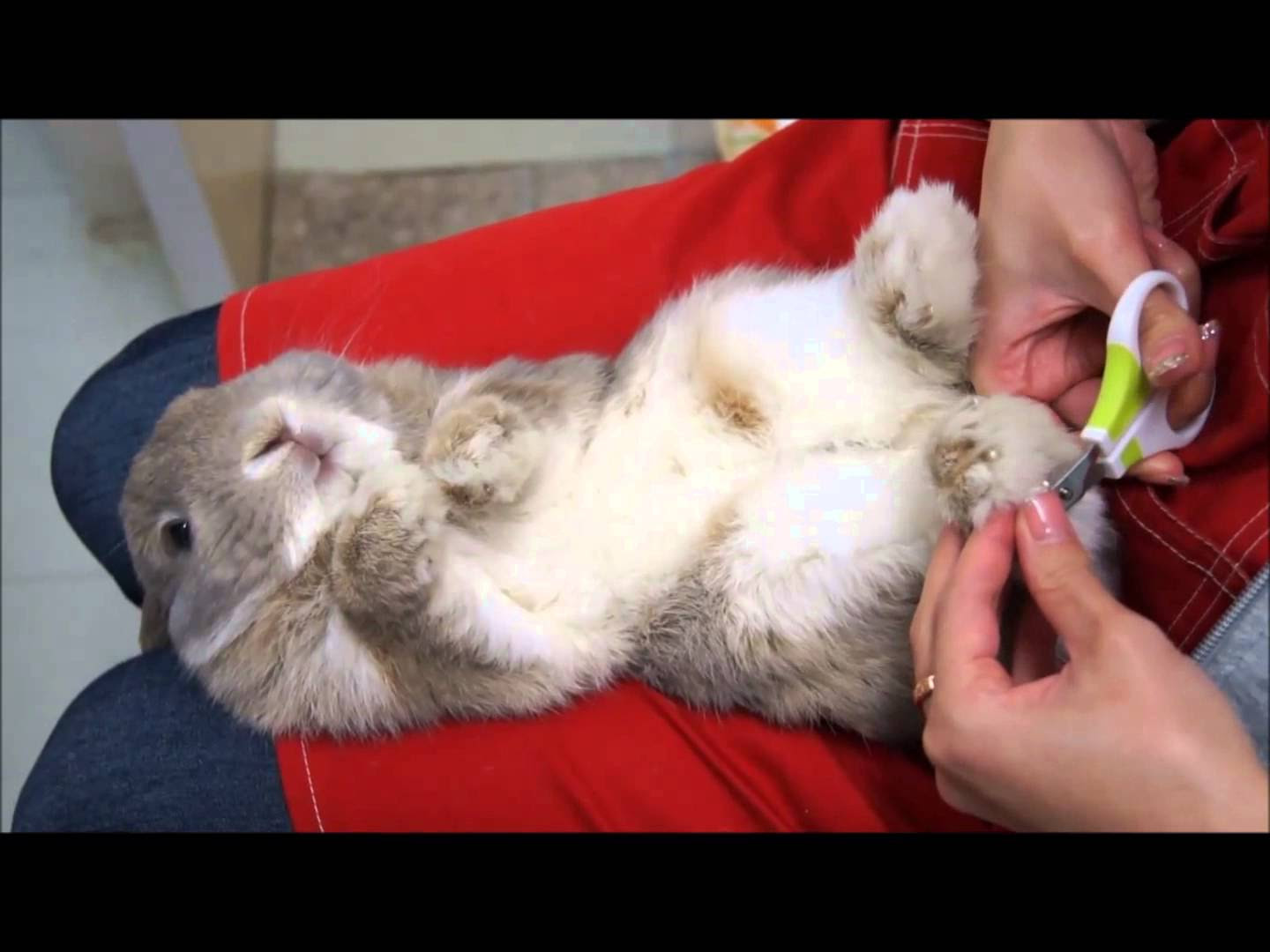 爪切り つむら動物病院 大阪堺市で大切なペットの病気 健康管理なら つむら動物病院 にお任せ