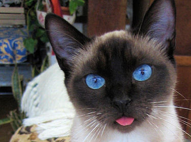 Chat Siamois Le Fil Des Jours