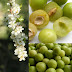 Ontariopflaume : Alte Obstsorten Alte Apfelsorten Ihr Obstbaum Shop Www Alte Obstsorten Online De Pflaumenbaum Pflaume Ontario Ontariopflaume : Herkunft unbekannt, vermutlich kanada, in den usa seit 1874 im anbau ernte: