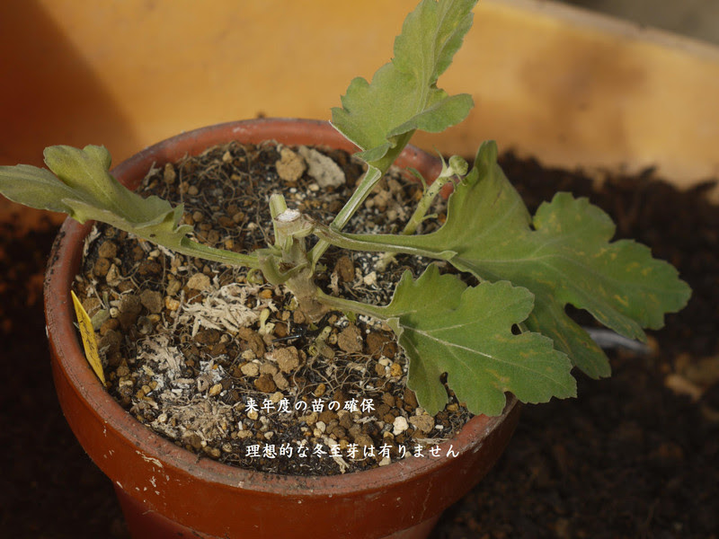 ２０１２年福助仕立て 薫君の大菊と園芸