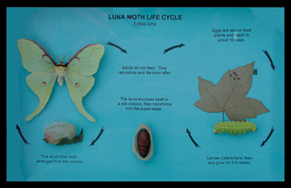 Lifecycle Of Luna Moth Luna Moth