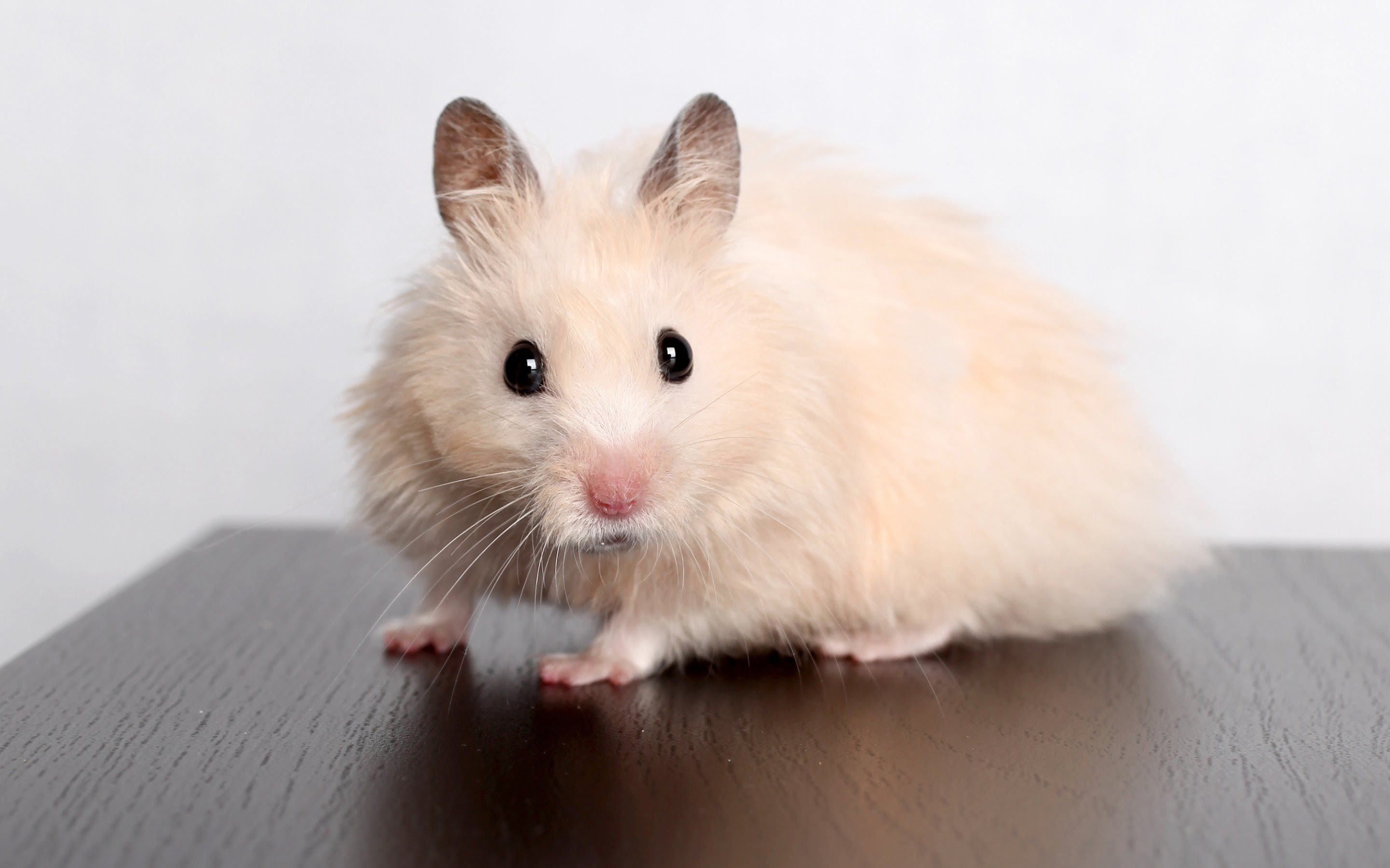 ダウンロード画像 ハムスター かわいい動物たち げっ歯類 ペット ハムスターベージュ 画面の解像度 x1800 壁紙デスクトップ上