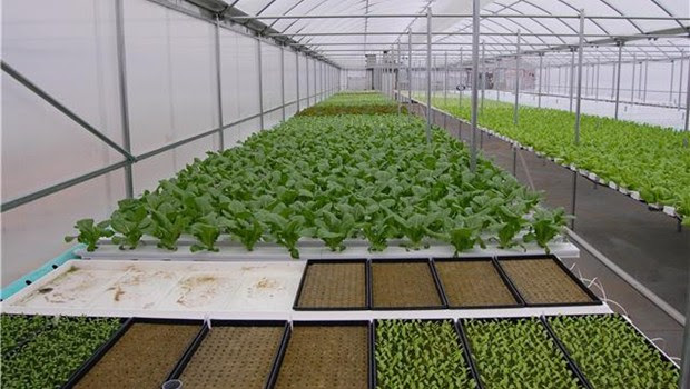 Easy DIY Aquaponics System Review Reveals Andrew Endres’ System For ...