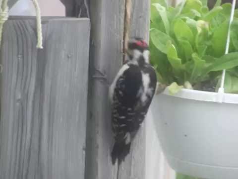 Woodpecker Vs. Fence