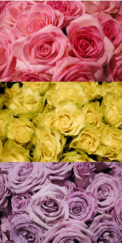 roses