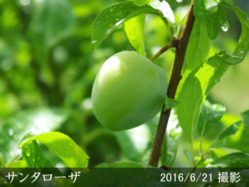 スモモ 李 プラム サンタローザの地掘大苗 果樹苗 大苗 苗木販売の隅田農園 京都亀岡