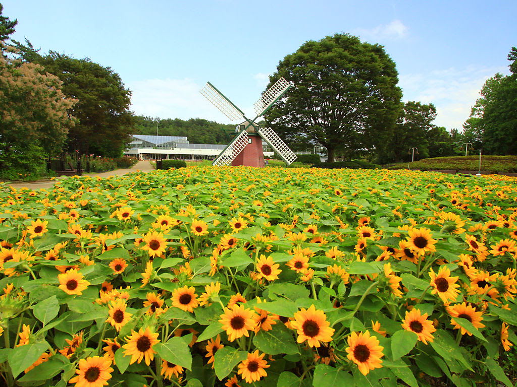 花の無料壁紙写真 花の無料写真素材 四季の花の写真集 11年6月