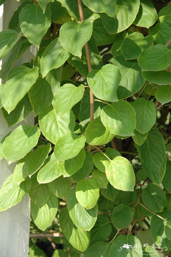 南蛇藤celastrus Orbiculatus 花卉图片网