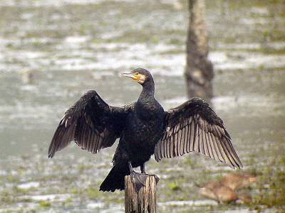 足立区で一年中見られる野鳥