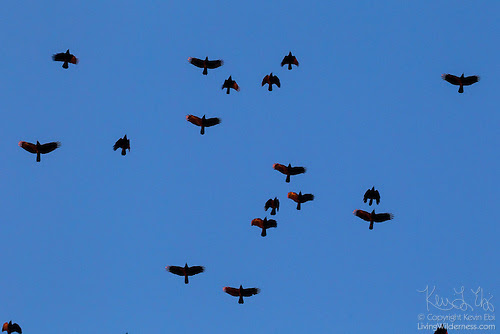 Murder of Crows in Flight, Snohomish County, Washington
