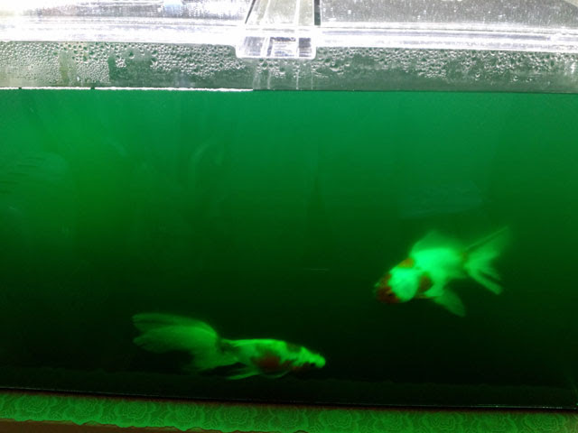 金魚水槽のアオコは濁り取り 凝集剤で除去できる Aqua Talk