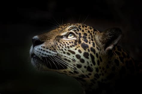 Der chiapas fc, bis mai 2013 jaguares de chiapas und daher auch chiapas jaguar genannt, war ein mexikanischer . La conservaciÃ³n del jaguar en MÃ©xico - FundaciÃ³n Carlos Slim