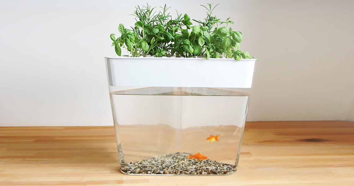 aquaponics kit kickstarter plans diy