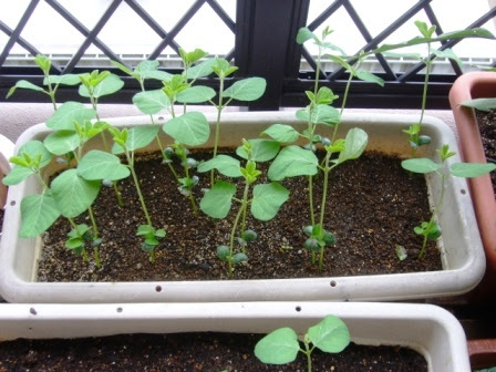 プランターの枝豆は絶好調 ベランダ菜園 プランター菜園 最適グッズを探してみよう マンションでも立派な野菜を 楽天ブログ