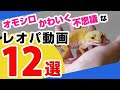 ヒョウモン トカゲモドキ かわいい 196805-かわいい ヒョウモン トカゲモドキ な つく
