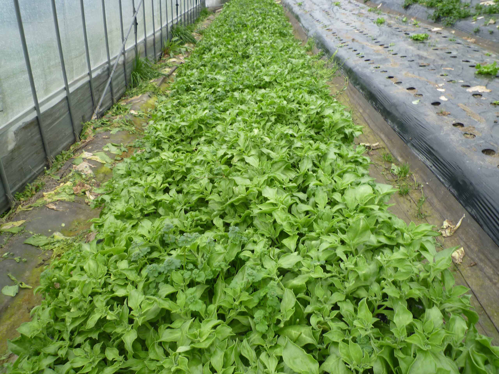 アイスプラント 気ままな耕作日記 野菜大好き