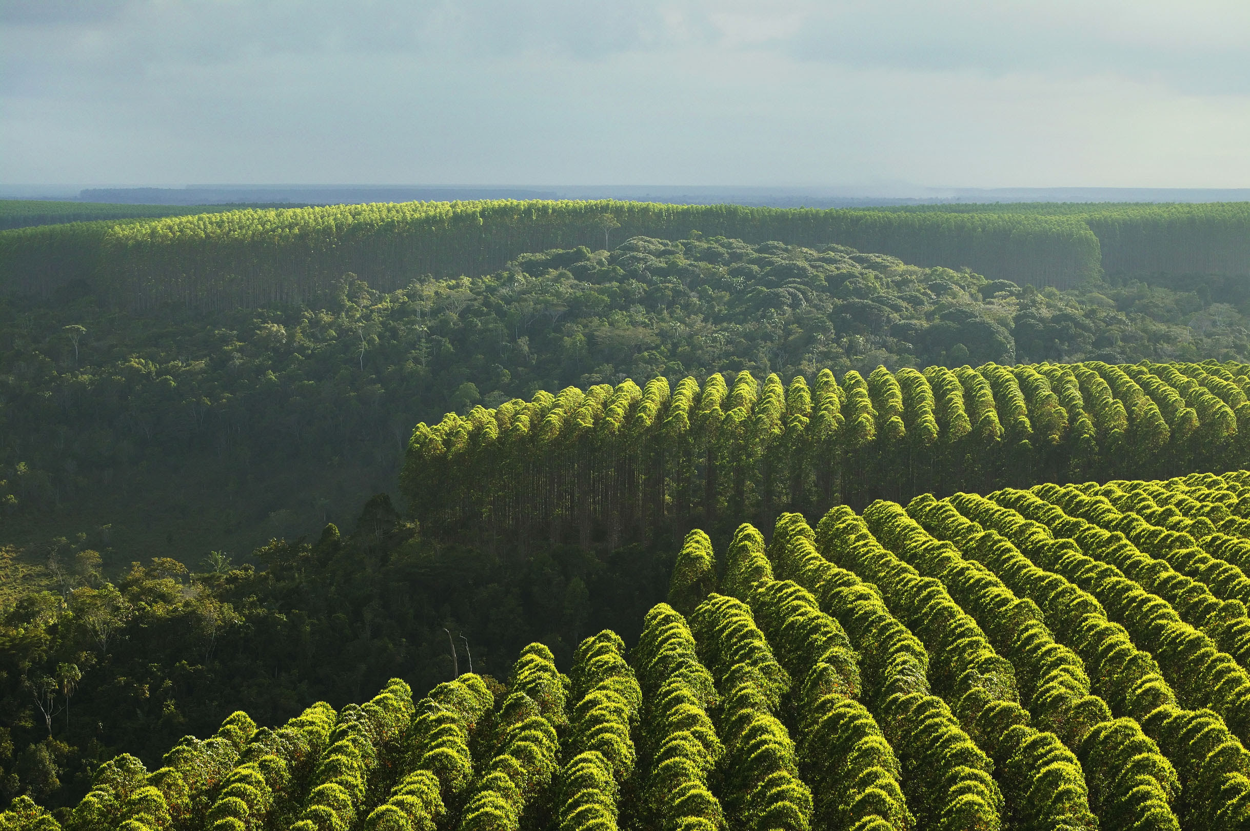Resultado de imagen para plantaciones