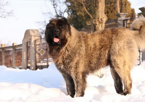 Bergers De Caucase Chiots Championsen Venteconsultez Le Prix