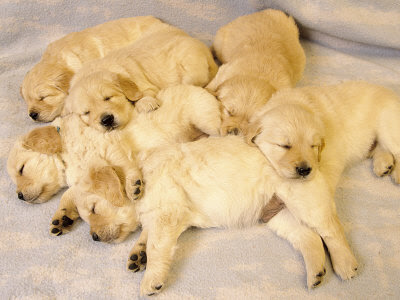 golden retriever pup. Sleeping Golden Retriever