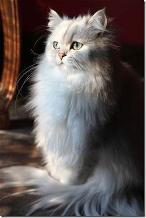 Engraving by john greed silver happy 21st name heart pendant charm. 20+ Persian Cat Kittens That Will Melt Your Heart