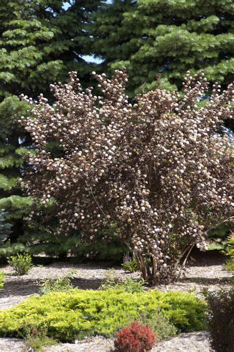 The tiny white bugs found on a houseplant are called whiteflies. Ninebark, DiaboloÂ® - TheTreeFarm.com