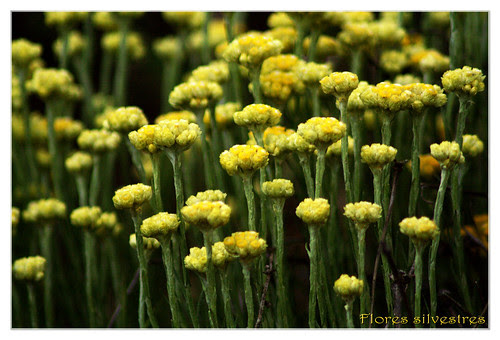 flores amarillas