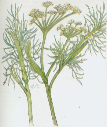 Legumi aerofagia