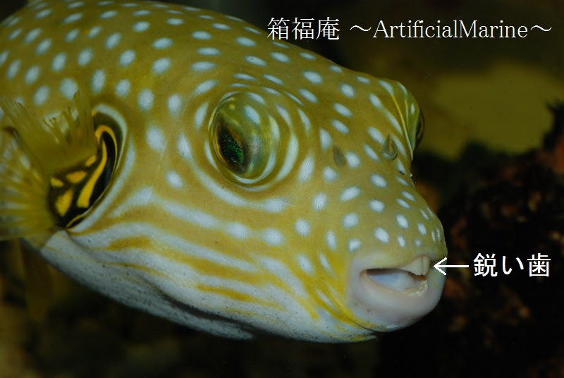 箱福庵 Artificial Marine ハコフグを知る 第一回 口編 ハコフグってフグ