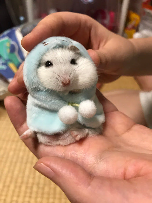 可愛すぎて癒やされる ハムスターの高画質な画像 壁紙 写真まとめサイト Pictas