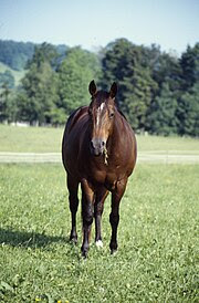 A stock-type Quarter Horse