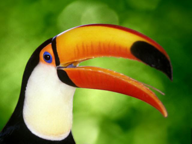 animals of rainforest pictures. 2011 Rainforest Animals - Rare animals of rainforest pictures.