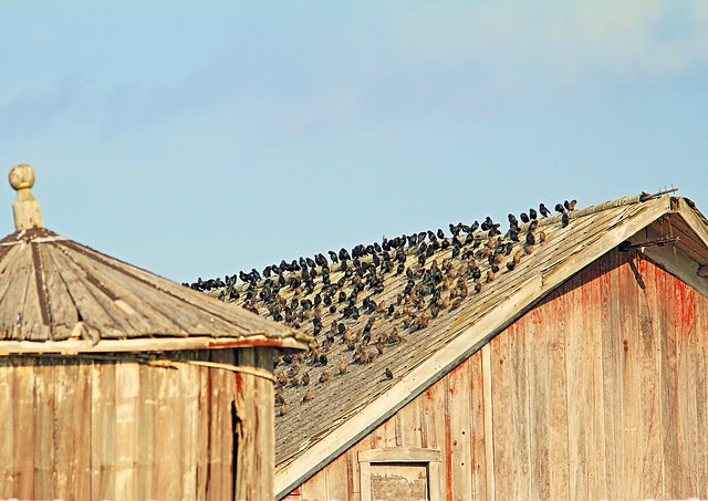 Cowbirds on old barn 20130911