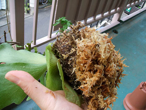 ビカクシダの植え替え ベランダ園芸のメモ帳