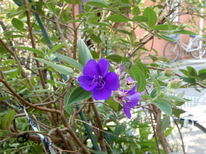 紫の花 名前わからず 開花 今日のまさこさん