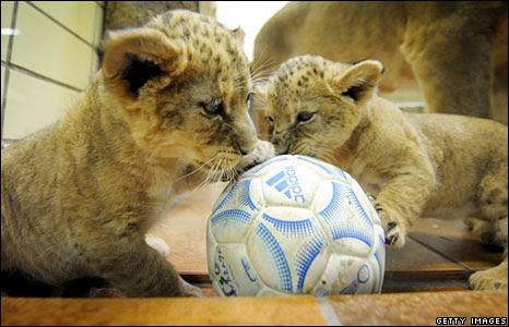 Two four-week-old baby lions at the zoo in Dortmund, Germany