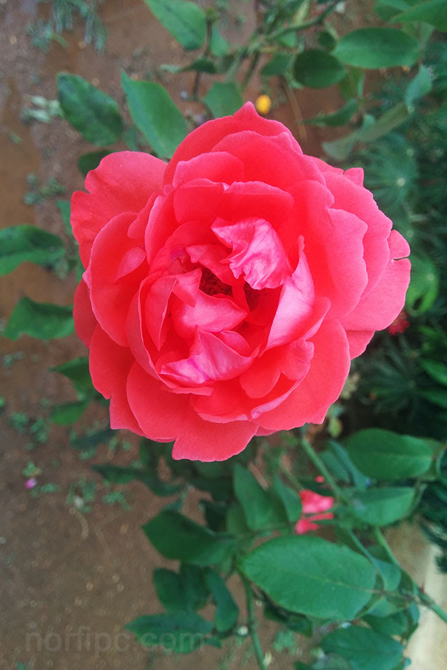 Fotos de flores y rosas para fondo de pantalla del celular ...