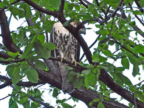 Cathedral Red-Tail Fledgling
