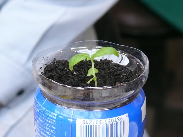 ペットボトルプランターでバジル栽培 十時花園 食卓菜園を提案