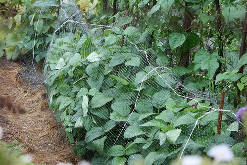 beautiful covered beans 1