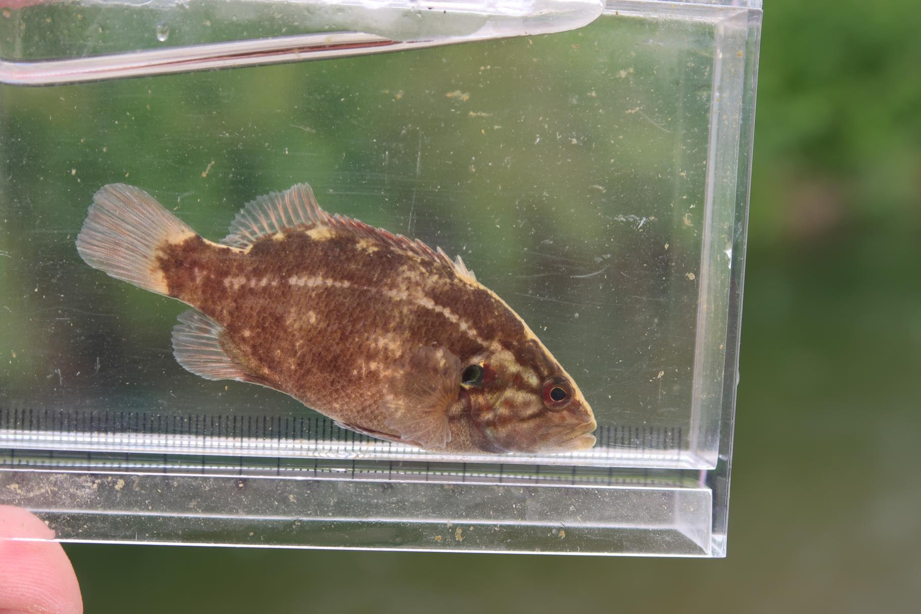 環境指標生物 調査員の休日 川遊び編