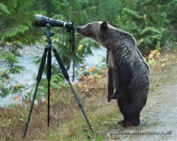 grizzly using camera