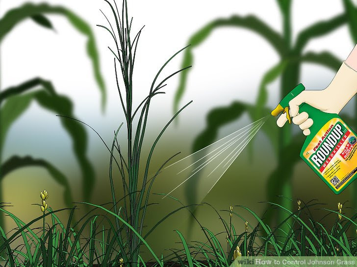 Control Johnson Grass Step 9.jpg