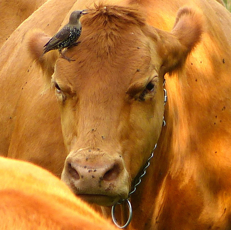 You'd be grumpy too if you had a bird hopping on your head!