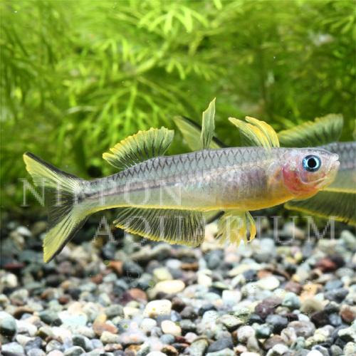 ポポンデッタフルカタ 飼育方法 飼い方 餌 水温 混泳などについて 熱帯魚図鑑 熱帯魚の飼育 混泳 繁殖 病気など