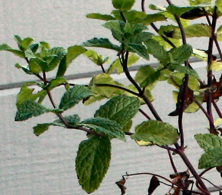 mint
