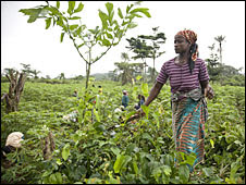 Liberian cassava farm