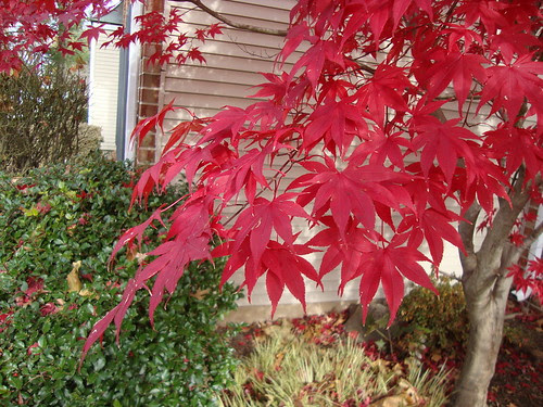 my neighbor's tree