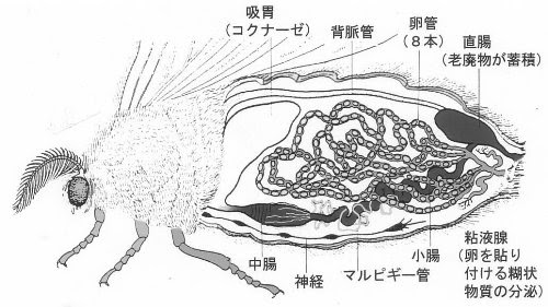 カイコの生殖器と雌雄鑑別 幼虫の雌雄鑑別 ５齢起蚕から２日目くらいまで石渡氏腺 Ia Ip ヘラルド氏腺 H が判別できる 鱗翅目の幼虫は共通してこの腺で雌雄を分ける事ができる 蛹の雌雄鑑別 化蛹後から羽化直前まで判別できるが 羽化直前は潜