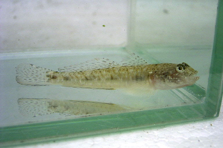 ヨットハーバーの生き物の紹介 稚魚