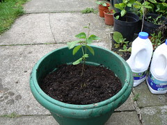 Runner bean in pot